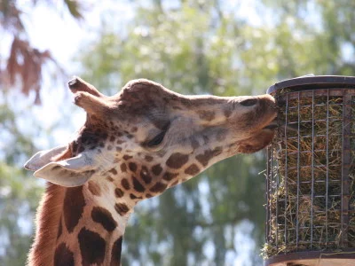 giraffe eating from a raised feeder in a zoo
