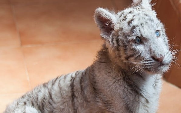 Photo of a white tiger cub, Image ©Luis Miguel Bugallo Sánchez (Lmbuga) -own work (CC BY-SA 3.0) via Wikimedia Commons