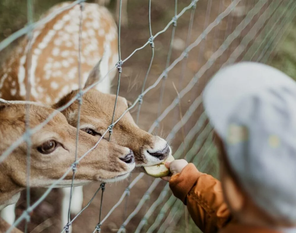 Child feeding deer in a zoo, Image © Daiga Ellaby on Unsplash