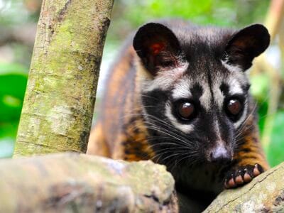 Civet on branch by Le Van Dung