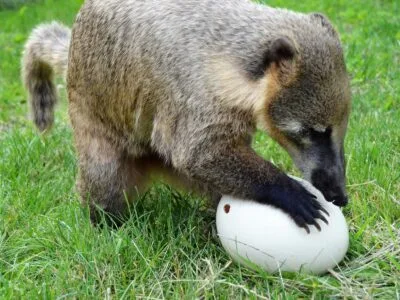 Coati trying to open an egg