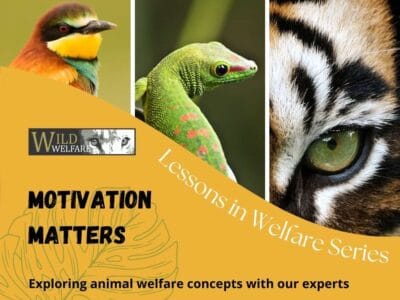 Lessons in Welfare Blog 4 - Motivation Matters