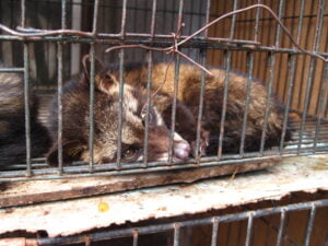 Civet cat in cage