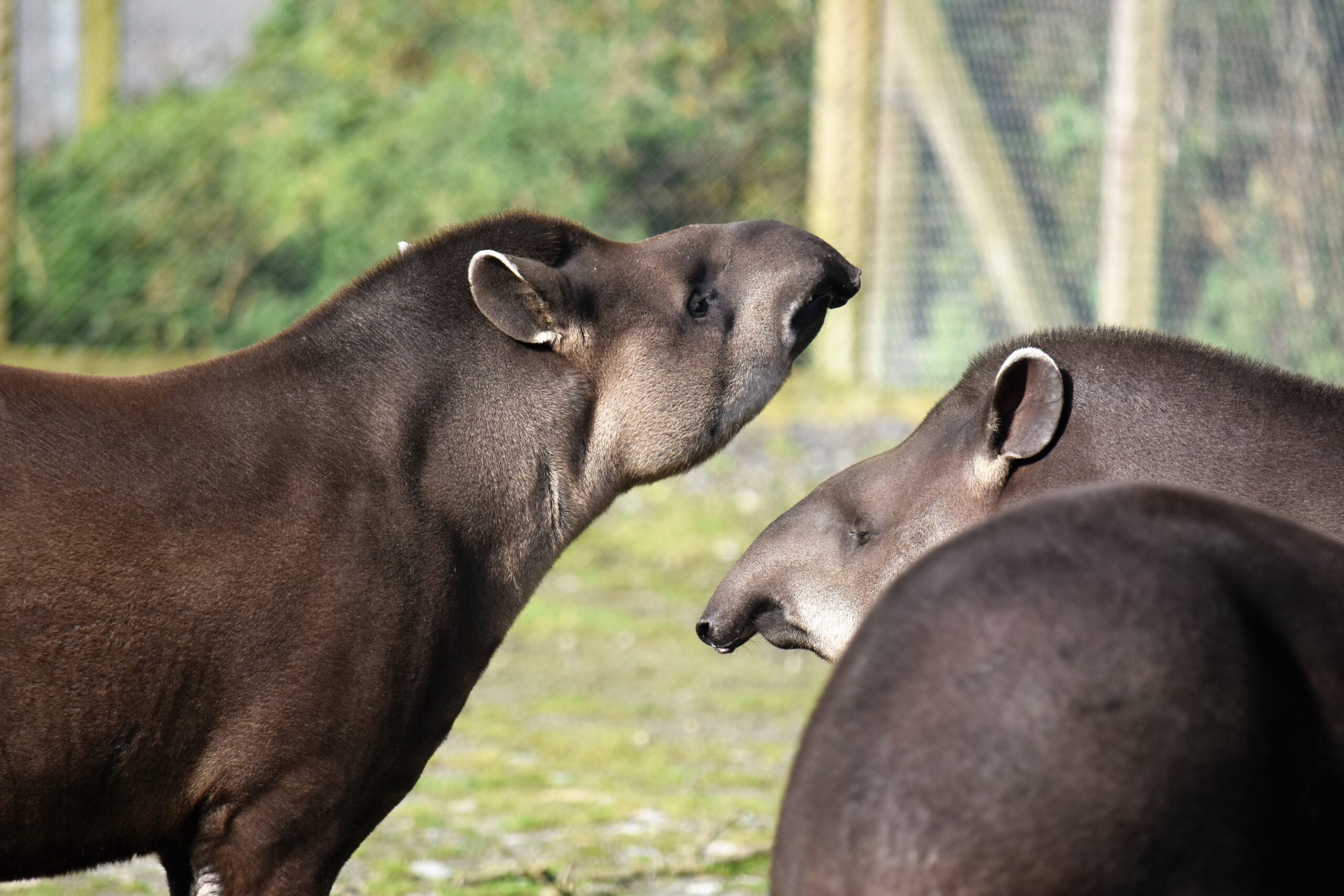 interesting-facts-about-tapirs-wild-welfare