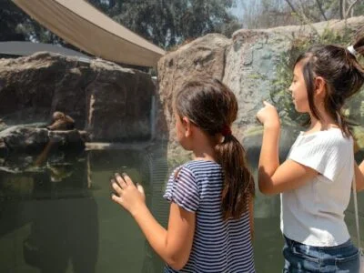 Two young girls at the zoo looking into an enclosure.