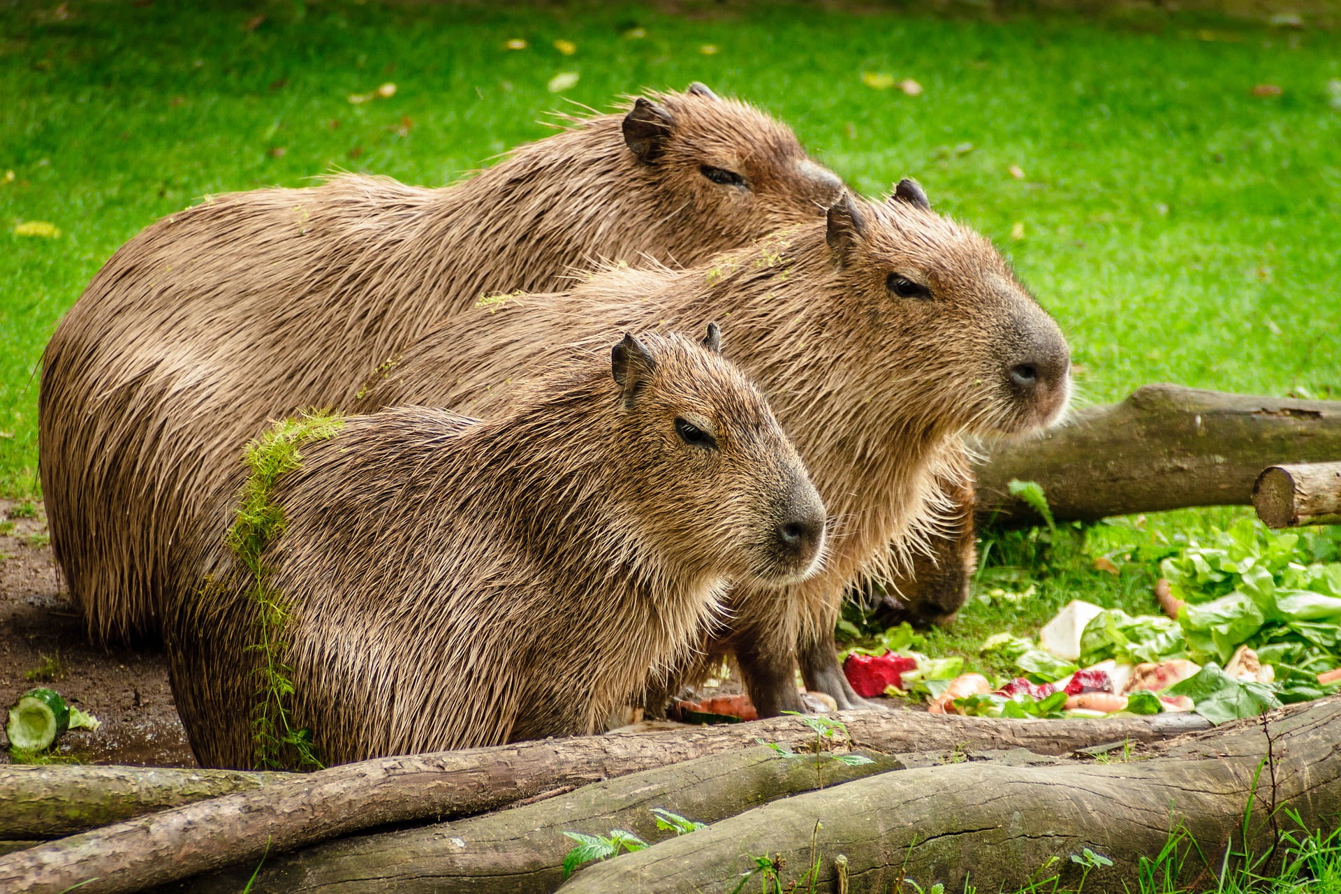 Care For Us Capybara Wild Welfare
