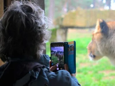 Person taking photo of lion at zoo with smartphone